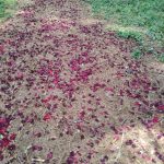 Holisticata (6)